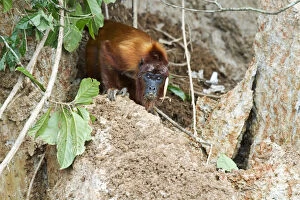 Simiiformes Gallery: Red Howler Monkey -Alouatta seniculus- eating clay at a clay lick, Tambopata Nature Reserve