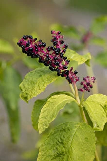 Thuringia Collection: Red-ink Plant or Indian Pokeweed -Phytolacca acinosa-, infructescence, Thuringia, Germany