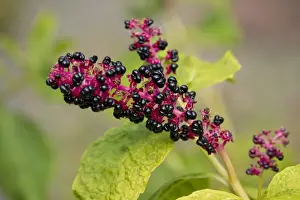 Infructescence Prints: Red-ink Plant or Indian Pokeweed -Phytolacca acinosa-, infructescence, Thuringia, Germany