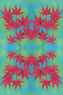 Images Dated 7th November 2005: Red Japanese Maple (Acer palmatum) leaves, Washington State, USA