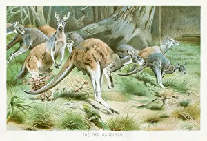 Images Dated 29th October 2018: Red kangaroo chromolithograph 1896