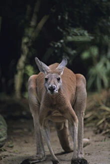Images Dated 13th February 2006: Red kangaroo (Macropus rufus) standing on all four, Australia