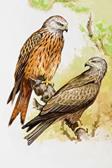 Red kite (Milvus milvus), two birds perching on a branch, one perching on top end of branch