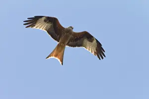 Midair Prints: Red Kite (Milvus milvus) in flight, circling, Bavaria, Germany, Europe