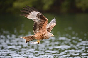 Hunt Gallery: Red Kite -Milvus milvus- flying with prey across a lake, Mecklenburg-Western Pomerania, Germany
