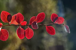 Red Leaf Japanese Barberry -Berberis thunbergii atropurpurea-, branch, Untergroningen, Abtsgmuend, Baden-Wurttemberg