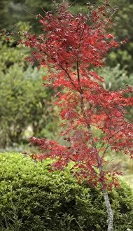 Red Leaves of a Japanese Maple Tree
