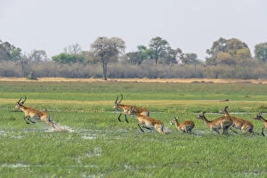 Images Dated 12th September 2015: Red lechwe (kobus leche) leaping through water, Khwai Concession, Okavango Delta, Botswana