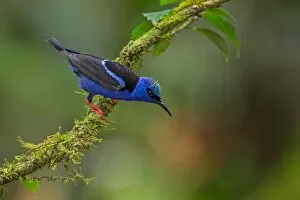 Images Dated 15th April 2014: Red-legged Honeycreeper
