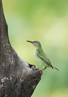 Red-legged honeycreeper (Cyanerpes cyaneus)