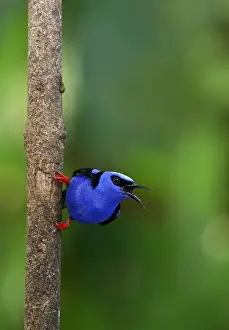 Red-legged Honeycreeper (Cyanerpes cyaneus) Costa Rica