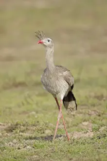 Red-legged Seriema (Cariama cristata)