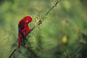 Red lory (Eos bornea) sitting on branch, preening feathers, Moluccas, close-up