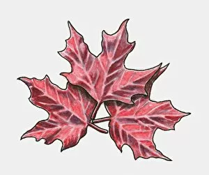 Three red maple leaves