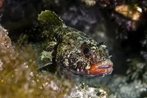Images Dated 10th June 2011: Red-mouthed goby -Gobius cruentatus-, Mediterranean Sea, Croatia