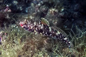 Images Dated 5th June 2011: Red-mouthed goby -Gobius cruentatus-, Mediterranean Sea, Croatia