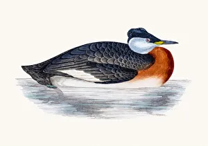 Images Dated 10th June 2016: Red Necked Grebe