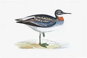 The History of British Birds by Morris Gallery: Red-necked phalarope migratory shorebird breeding in Arctics