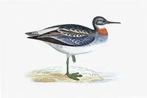 Arctic Prints: Red-necked phalarope migratory shorebird breeding in Arctics