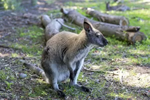 Zoo Animal Collection: Red-necked Wallaby -Macropus rufogriseus-, Northwood, Christchurch, Canterbury Region, New Zealand