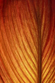 Picture Detail Collection: Red-orange coloured leaf in backlight, leaf structure, detail