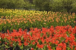 Red, orange and yellow tulip beds in a public garden at springtime, Old Terrebonne, Quebec, Lanaudiere, Canada