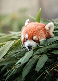 Bamboo Grove Gallery: Red panda