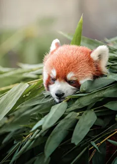 Bamboo Grove Gallery: Red panda