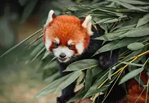 Red panda in bamboo grove