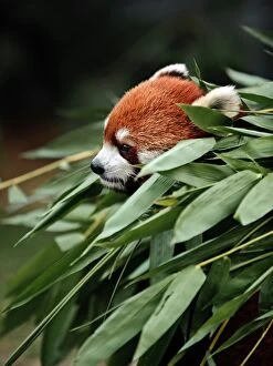 Coolbiere Collection Gallery: Red panda in bamboo grove
