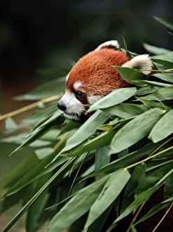 Images Dated 22nd May 2016: Red panda in bamboo grove