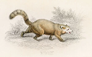 Images Dated 27th May 2015: Red panda engraving 1855