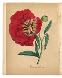 Images Dated 2nd July 2015: Red Peony Victorian Botanical Illustration