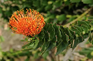 Blooming Gallery: Red pincushion protea (Leucospermum cordifolium), Cape flora, Cape Floral Kingdom, South Africa