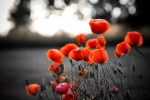 The Poppy Flower Gallery: Red poppies against black and white background