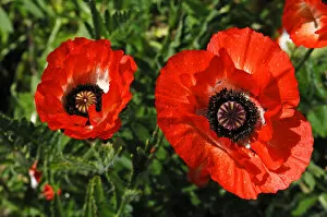 Raindrop Gallery: Red poppies, Oriental poppy -Papaver orientale- with rain drops