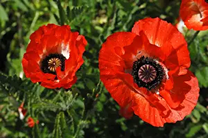 Red poppies, Oriental poppy -Papaver orientale- with rain drops