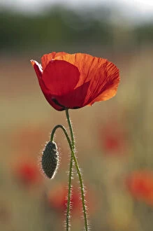 Images Dated 7th June 2012: Red Poppies -Papaver rhoeas-, Makrigialos, Greece, Europe