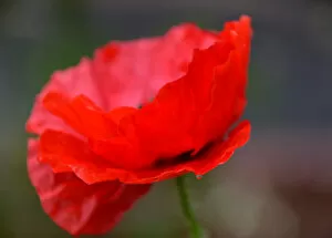 Images Dated 24th July 2018: The Red Poppy