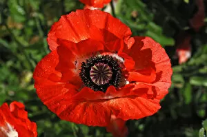 Images Dated 7th June 2011: Red poppy, Oriental poppy -Papaver orientale- with rain drops