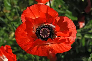 Red poppy, Oriental poppy -Papaver orientale- with rain drops