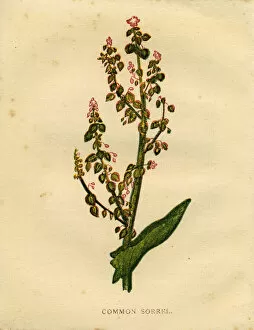 Images Dated 2nd April 2019: Red purple wildflower common sorrel Victorian botanical illustration by Anne Pratt