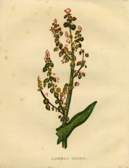 Anne Pratt Prints: Red purple wildflower common sorrel Victorian botanical illustration by Anne Pratt