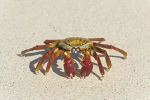 Images Dated 30th December 2012: Red Rock Crab -Grapsus grapsus-, San Cristobal Island, Galapagos Islands, Ecuador