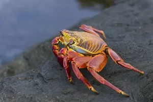 Images Dated 23rd December 2012: Red Rock Crab -Grapsus grapsus-, San Salvador Island, Galapagos Islands, Ecuador