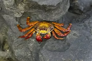 Galapagos Islands Gallery: Red Rock Crab -Grapsus grapsus-, San Salvador Island, Galapagos Islands, Ecuador