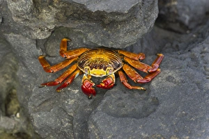 Images Dated 23rd December 2012: Red Rock Crab -Grapsus grapsus-, San Salvador Island, Galapagos Islands, Ecuador