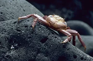 Galapagos Islands Gallery: Red Rock Crab (Grapsus grapsus)