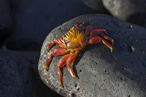 Images Dated 29th December 2012: Red Rock Crab -Grapsus grapsus-, Espanola Island, Galapagos Islands, Ecuador