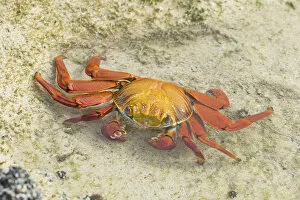 Red Rock Crab -Grapsus grapsus-, Floreana, Galapagos Islands, Ecuador